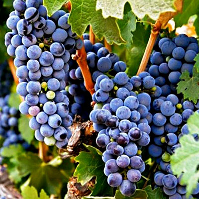 Zinfandel-grapes.jpg