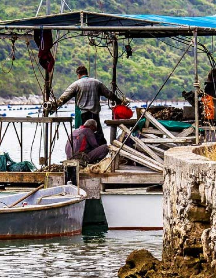 Oyster harvest and seafood picnic in Ston