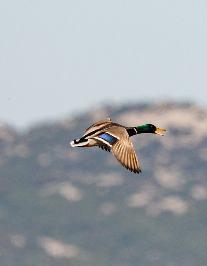 Sustainable Birdwatching Tour of Vrana Lake Nature Park