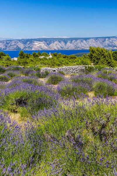 Lavender fields